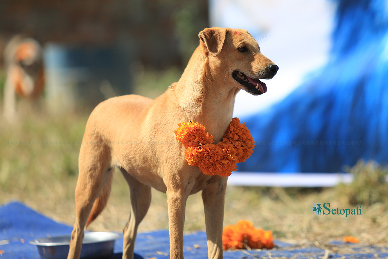 https://raracms.setopati.com/uploads/shares/2019/01/sujita/Kukur tihar  (1).jpg